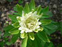 /album/fotogalerie-nabidka/anemone-nemorosa-edgar-jpg1/